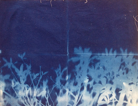 青写真技法で植物柄がプリントされた手ぬぐい