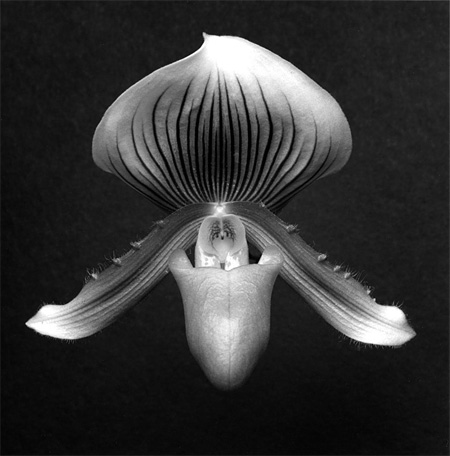 『Orchid』 1988 Gelatin Silver Print ©Robert Mapplethorpe Foundation. Used by permission.