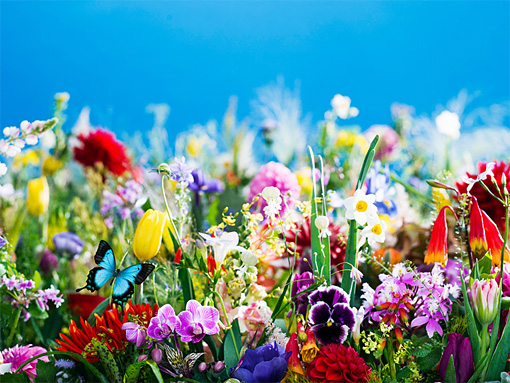 Mika Ninagawa『earthly flowers, heavenly colors』イメージビジュアル ©mika ninagawa, Courtesy of T OMIO KOYAMA GALLERY