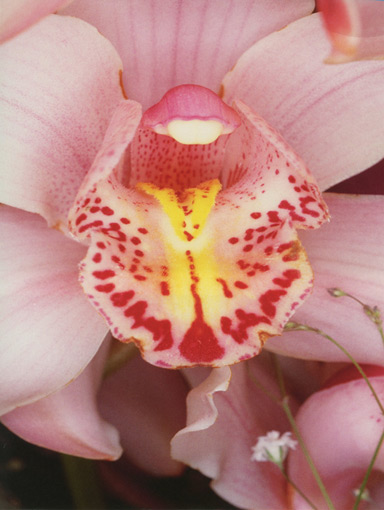 Nobuyoshi Araki, Flowers, 1985, Courtesy of Private Collection