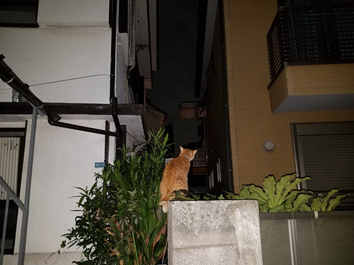 いくしゅんによる作品解説：近所の顔見知りの猫。なで肩と猫背がたまらん。