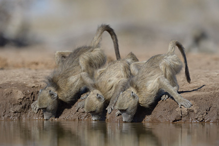 喉を潤すチャクマヒヒ　マシャトゥ動物保護区／ボツワナ　©山形豪