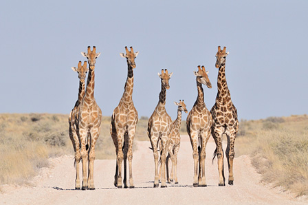 砂漠の道を行くキリンの家族　カラハリトランスフロンティアパーク／南アフリカ　©山形豪
