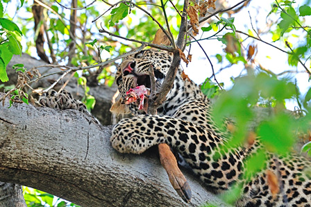 インパラを食べるヒョウ　マシャトゥ動物保護区／ボツワナ　©山形豪