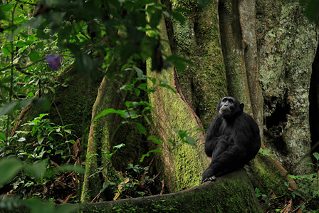 板状根のうえに座るチンパンジー　©前川貴行