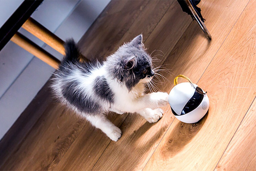 全米で大ヒット中の猫用スマート『ロボEbo（イーボ）』が先行発売