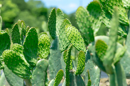 観て楽しむのではなく食べて楽しむサボテン『太陽の葉』