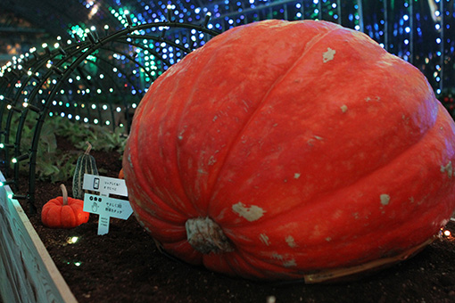 ハウスの中央に置かれた大きなかぼちゃ。触れると光や音が作動する　撮影：井戸沼紀美